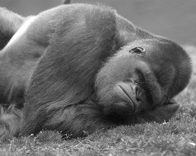 Sleeping_Gorilla.jpg